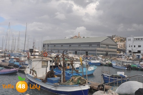 yaffa rain 1211 (2).JPG